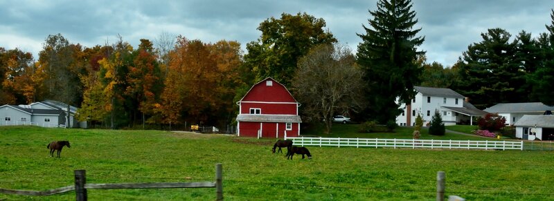 Horses in a Field — Green, Serene, Autumn, Photograph, Barn