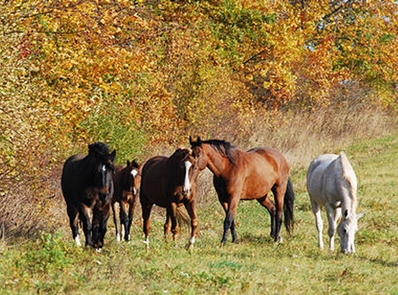 Horses in a Field — Green, Serene, Autumn
