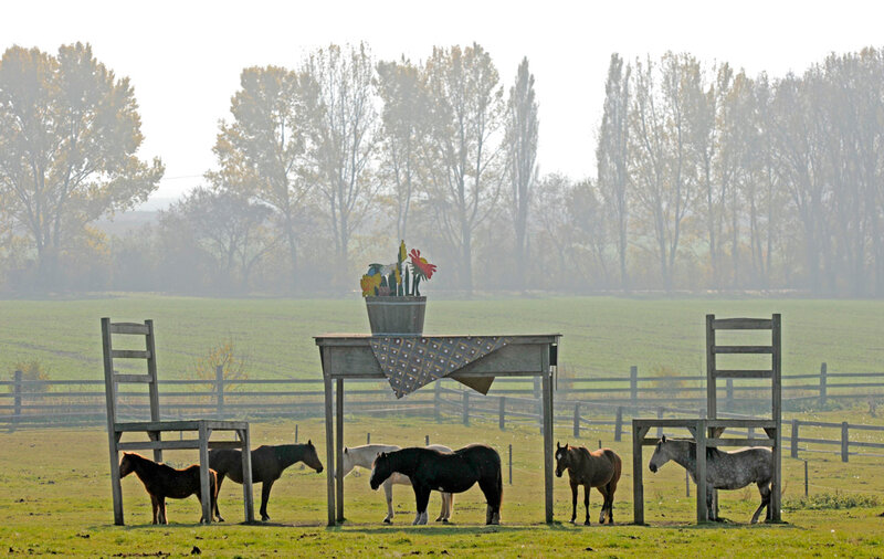 Horses in a Field — Green, Serene, Morning, Photograph, Table