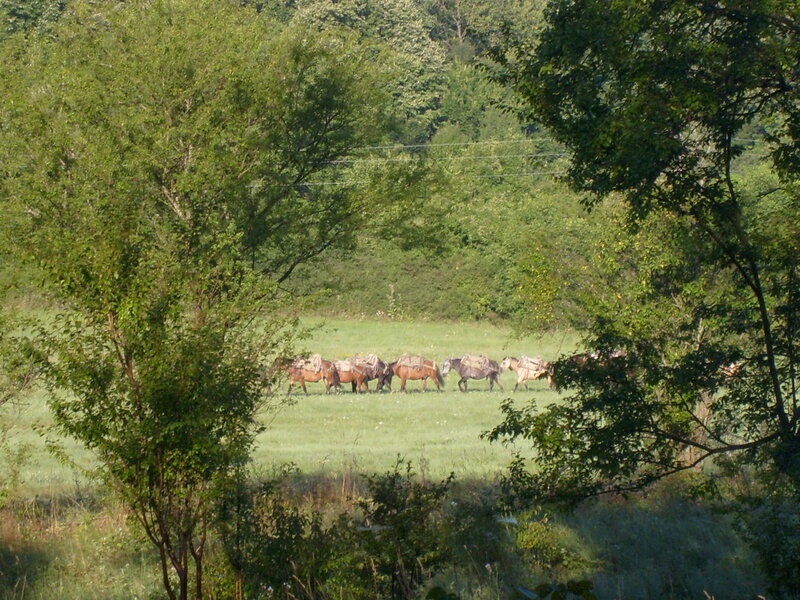 Horses in a Field — Green, Serene, Morning, Photograph