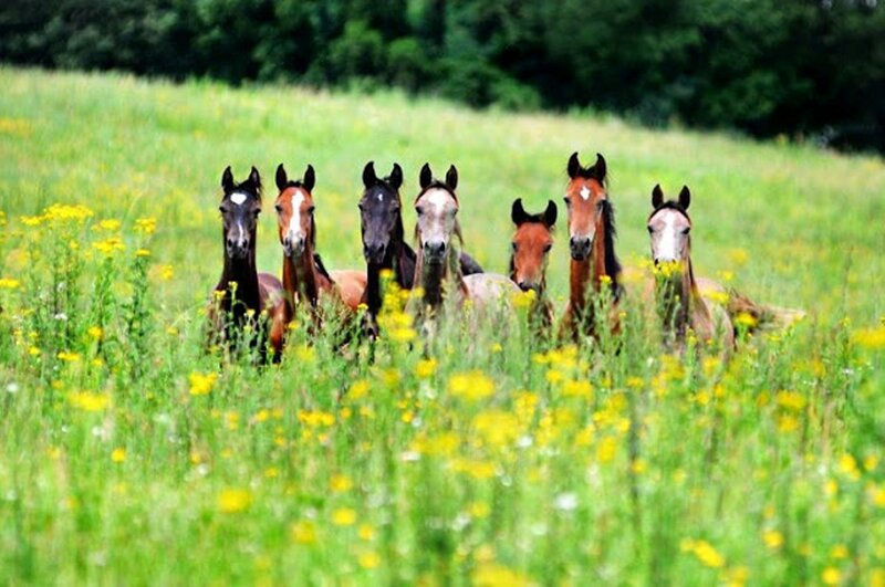 Horses in a Field — Green, Serene, Summer