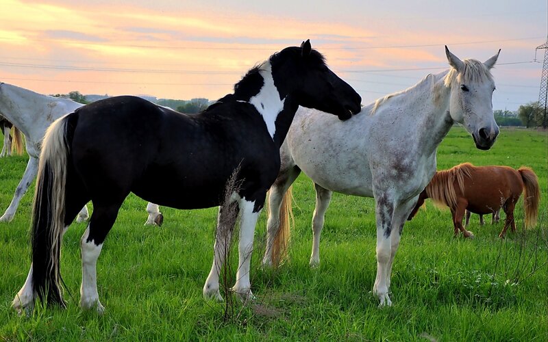 Horses in a Field — Green, Serene, Sunset
