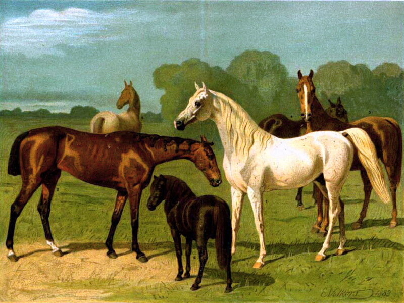 Horses in a Field — Green, Serene