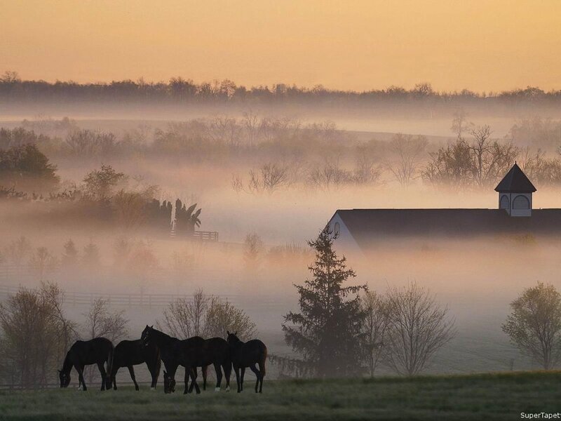 Horses in a Field — Orange, Serene