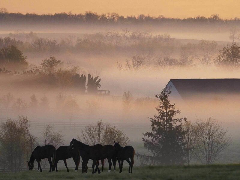 Horses in a Field — Orange