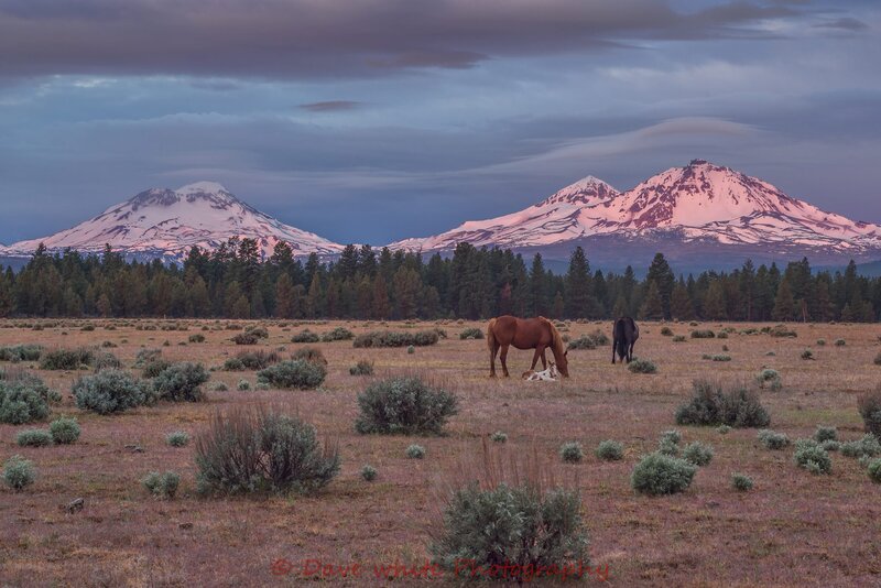Horses in a Field — Purple, Serene