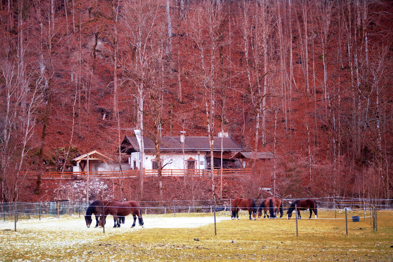 Horses in a Field — Red, Serene