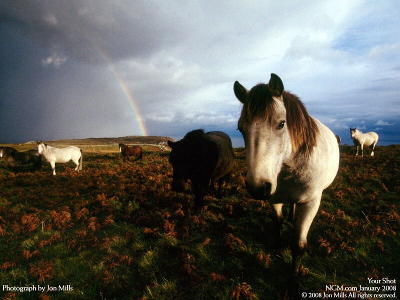 Horses in a field with rainbow