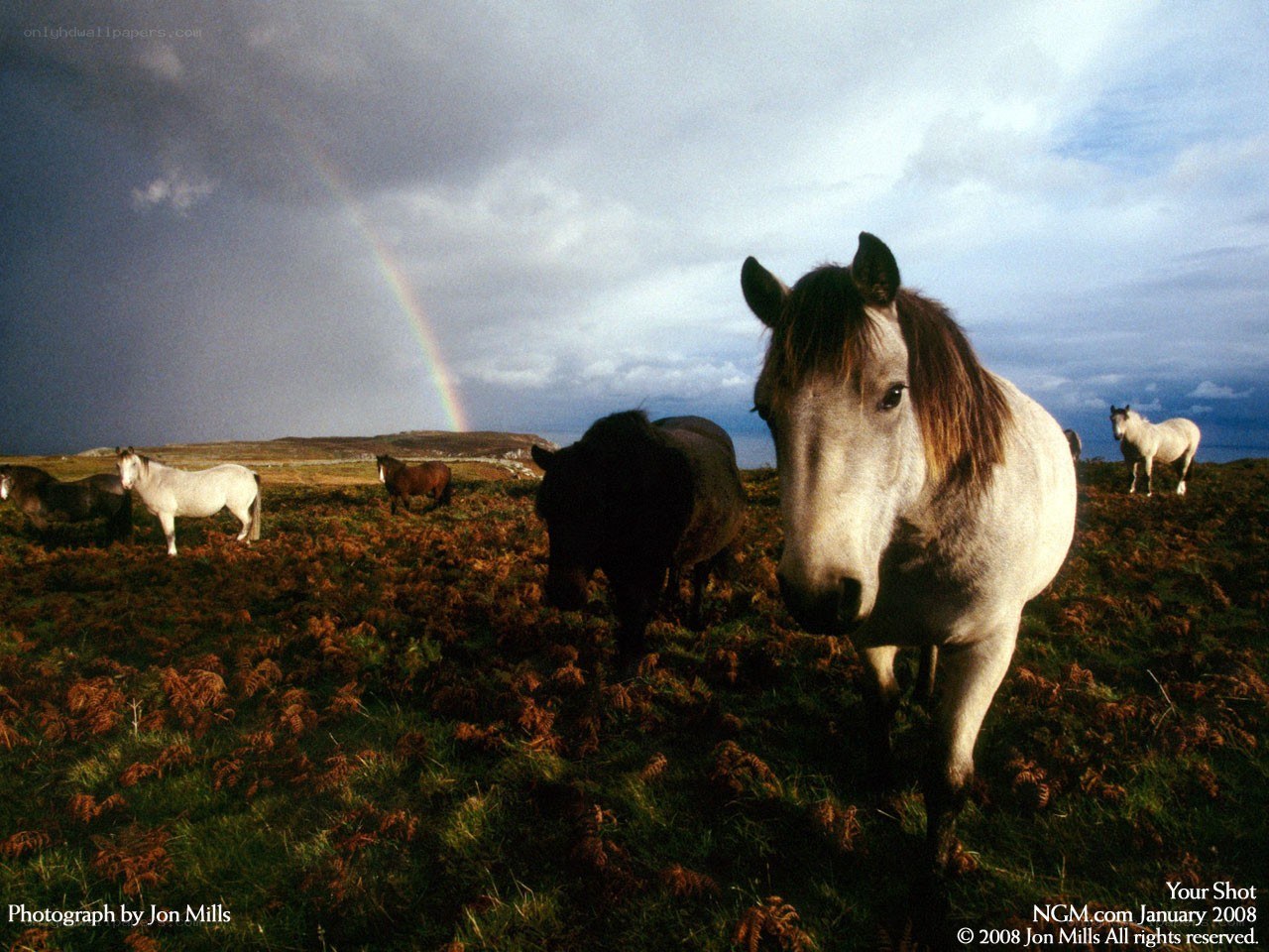 Horses in a field with rainbow