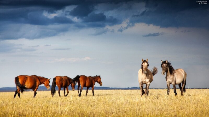Horses in a Field — Yellow, Dramatic