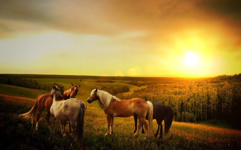 Horses in a Field — Yellow, Serene