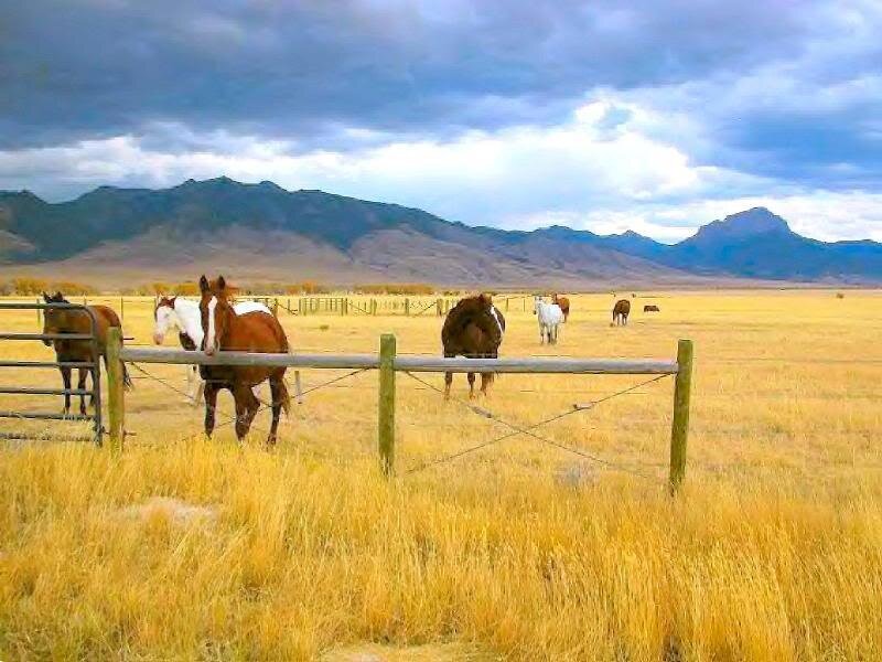 Horses in a Field — Yellow