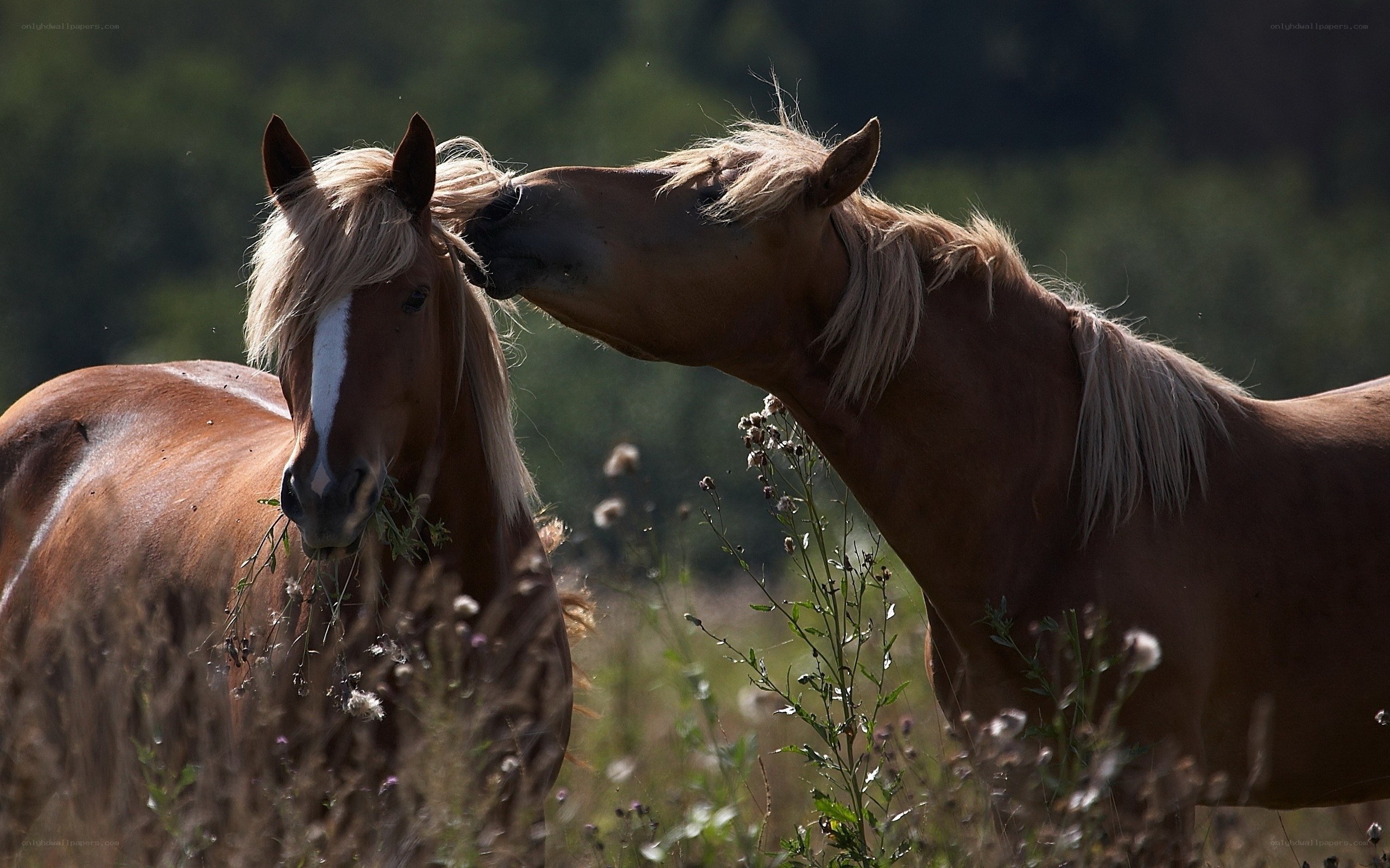 horses in a field