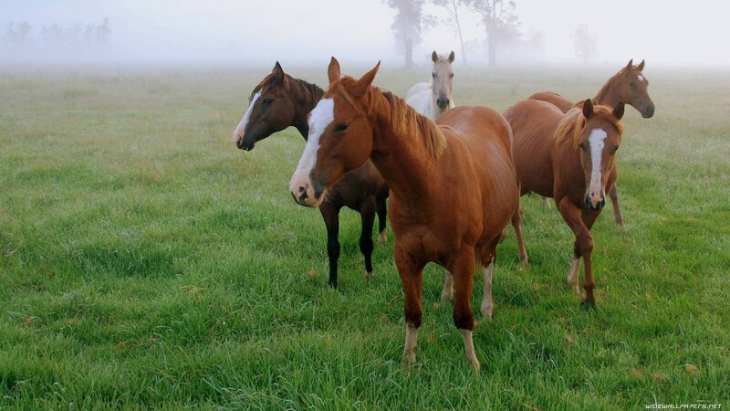 horses in a foggy field