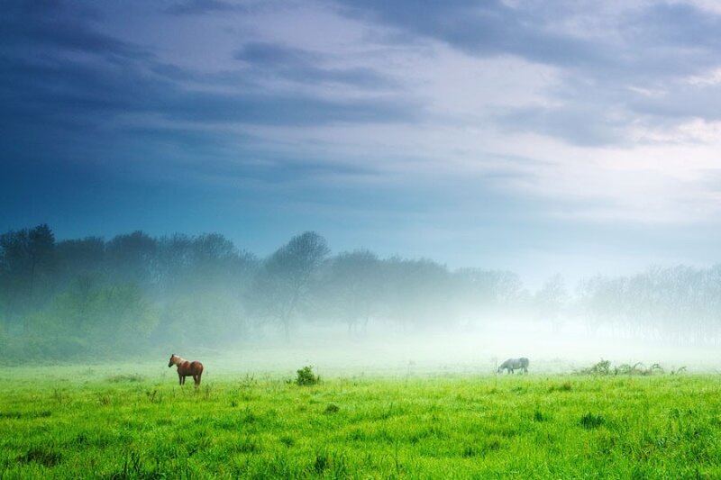 Horses in a Foggy Field — Green