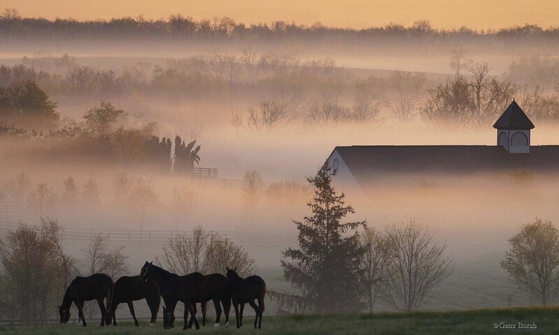 Horses in a Foggy Field — Orange