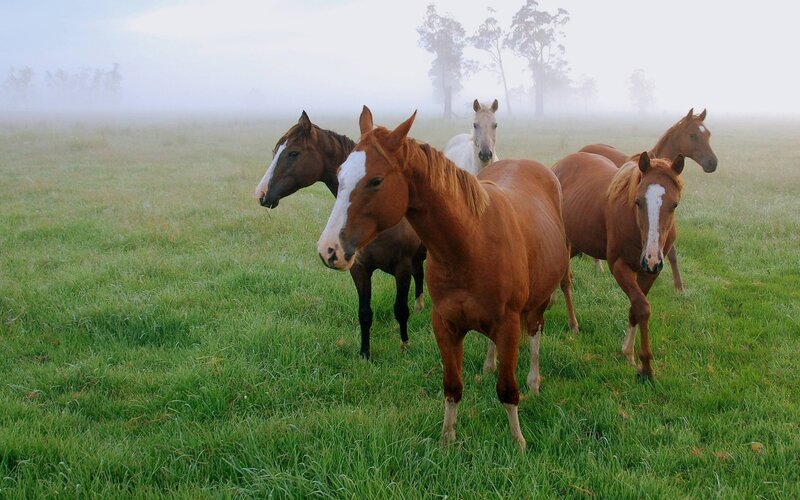 horses in a foggy field