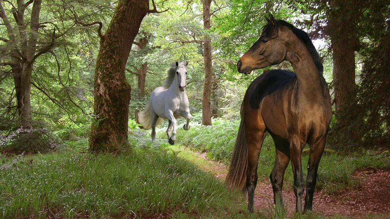 Horses in a forest clearing