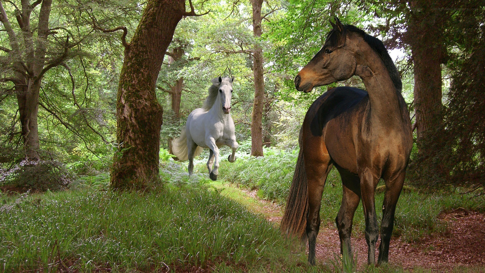 Horses in a forest clearing