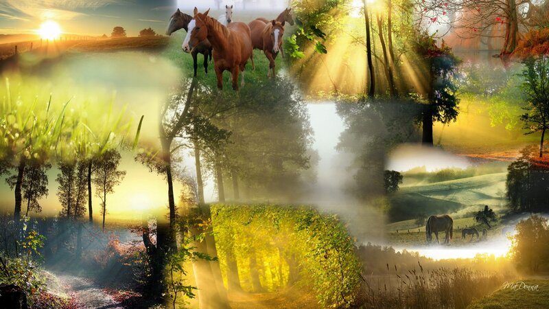 Horses in a Forest