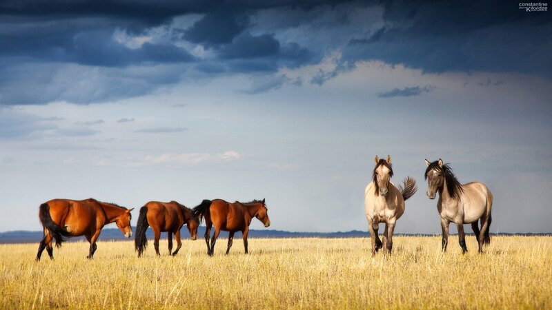 Horses in a golden field