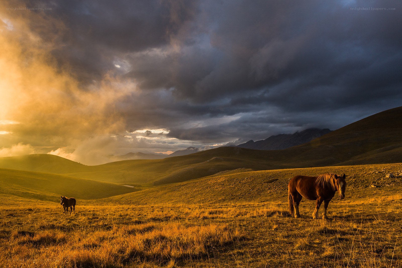 Horses in a golden field