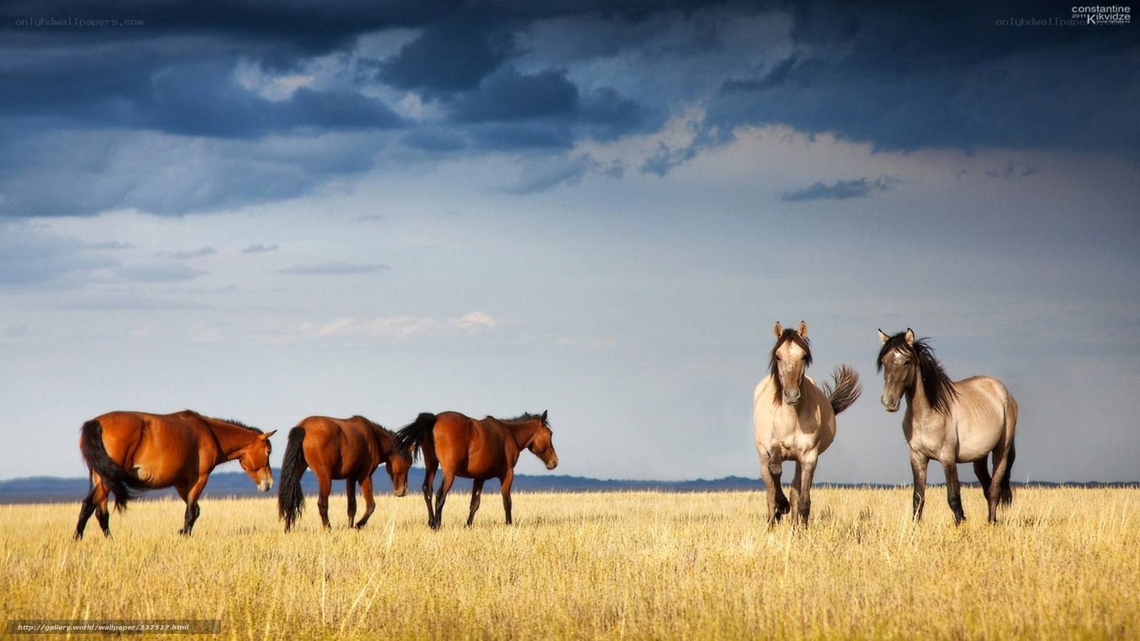 Horses in a golden field