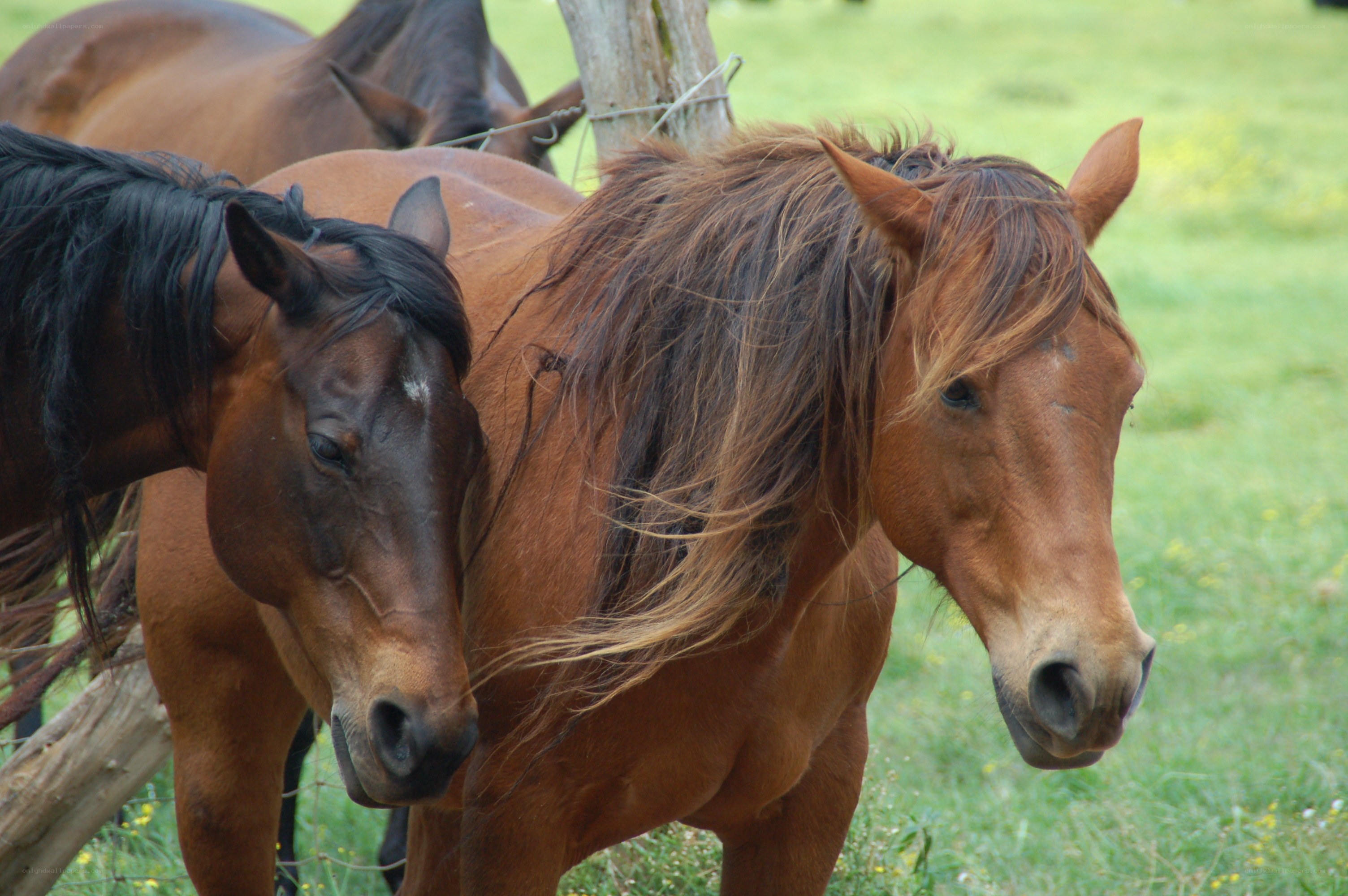 horses in a grassy field