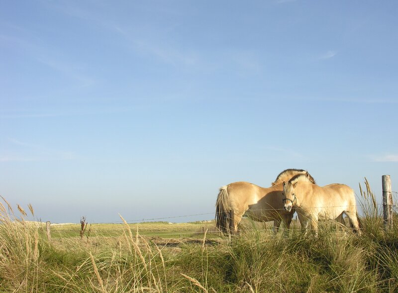 Horses in a grassy field