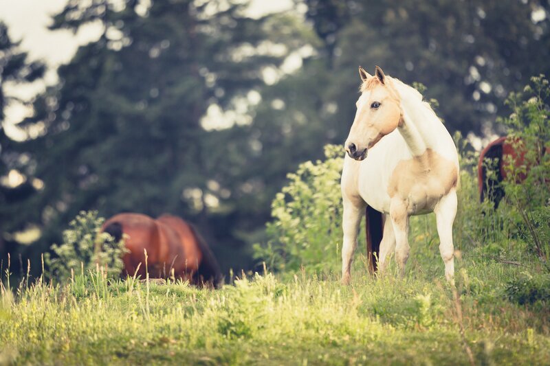 Horses in a grassy field