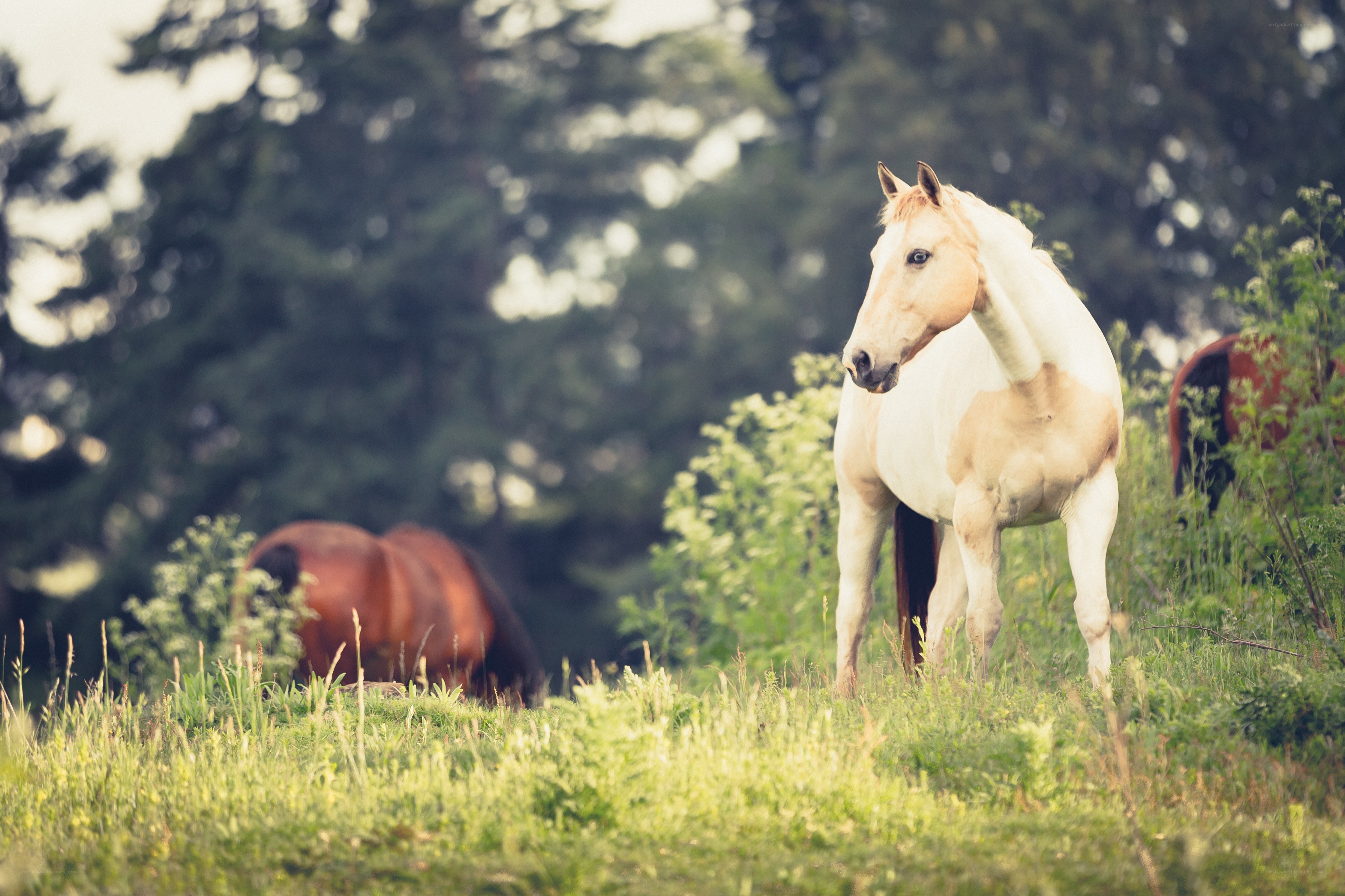 Horses in a grassy field