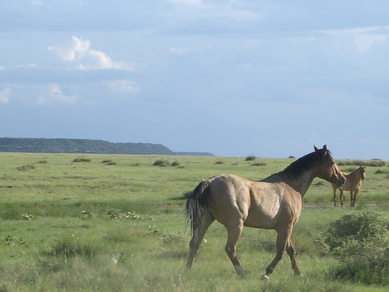 Horses in a grassy field