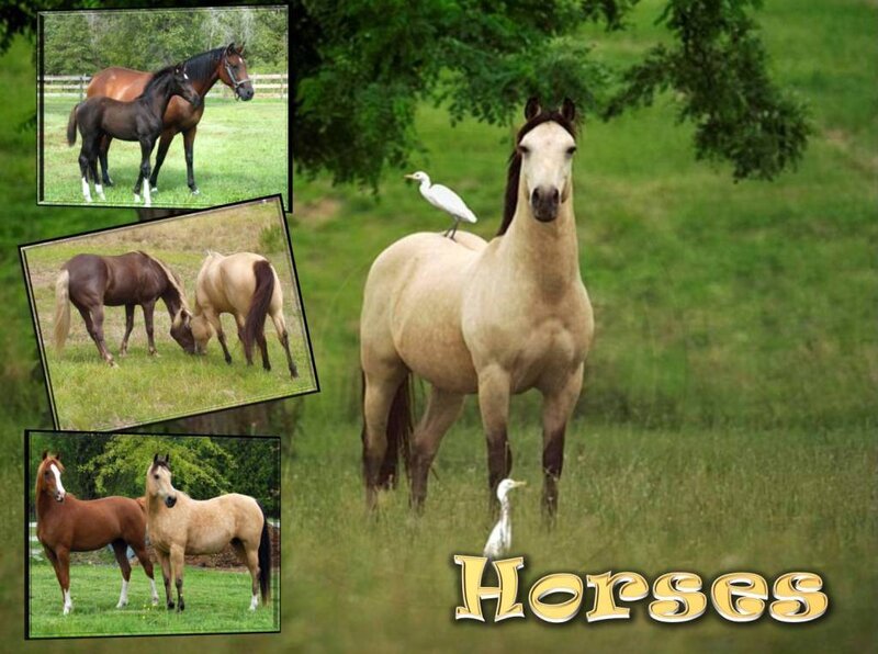 Horses in a grassy field