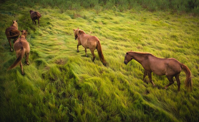 Horses in a Grassy Field — Green