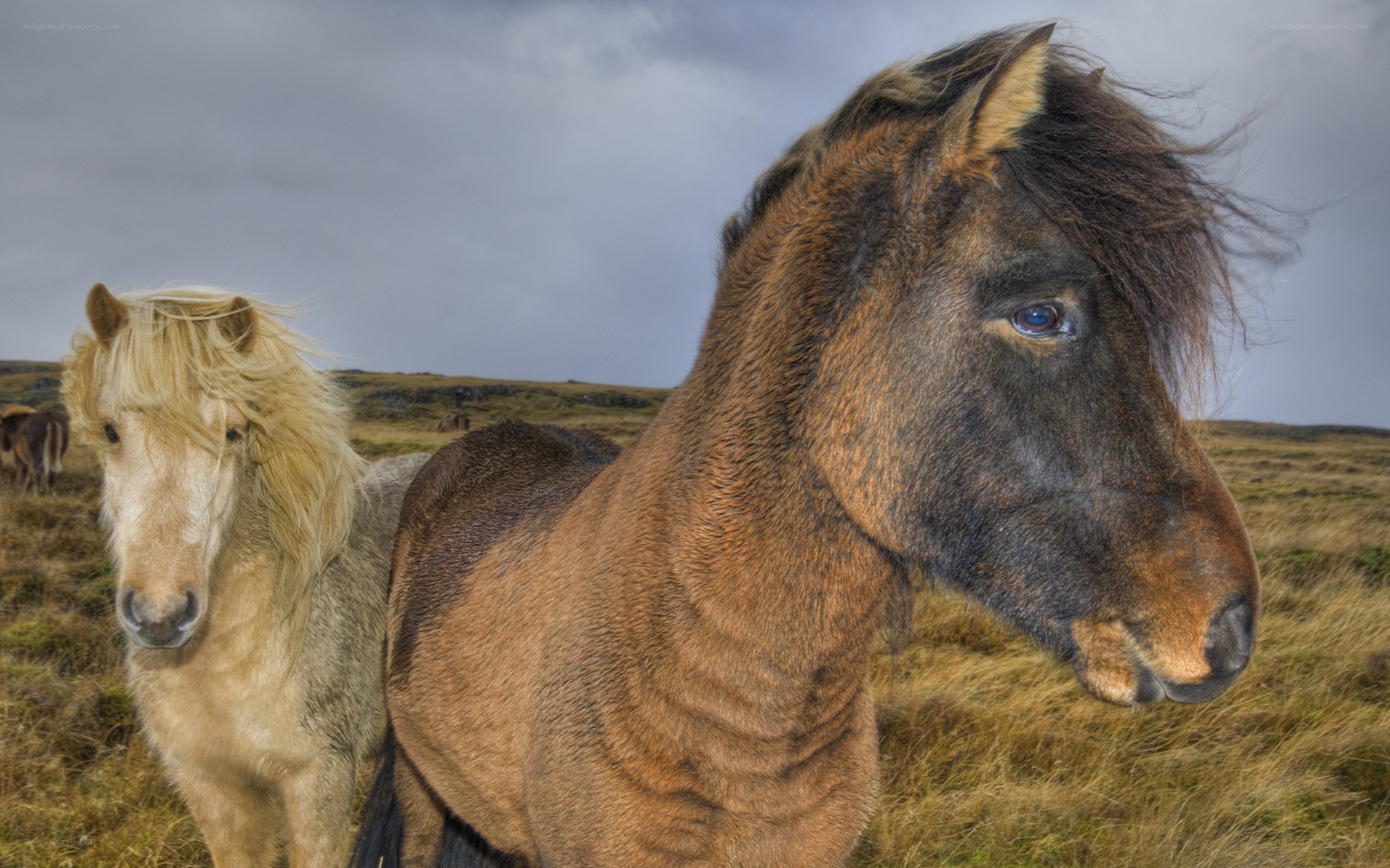Horses in a grassy field