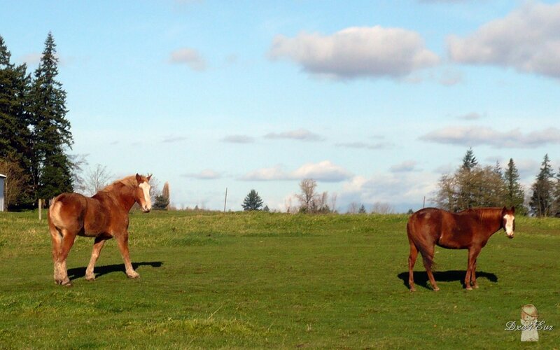 Horses in a green field