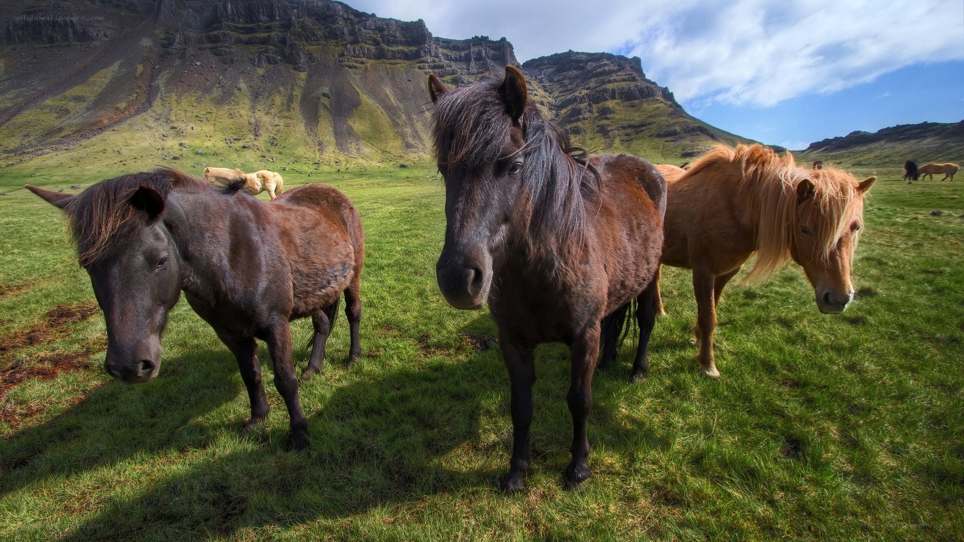 horses in a green field