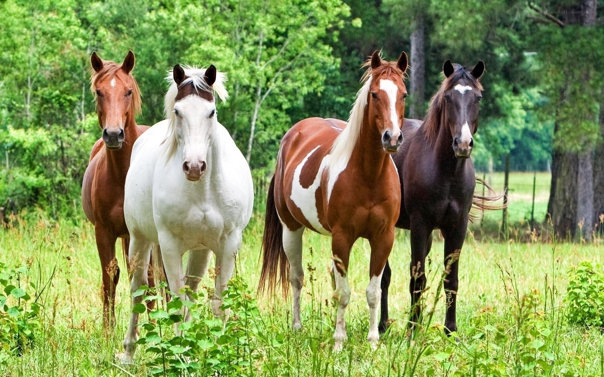 horses in a green field