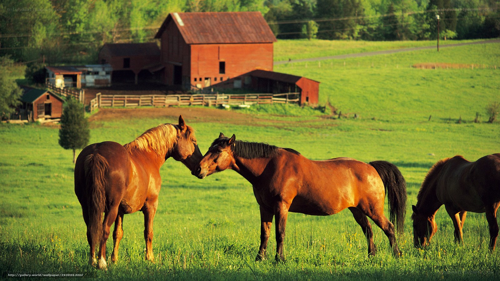 Horses in a green pasture