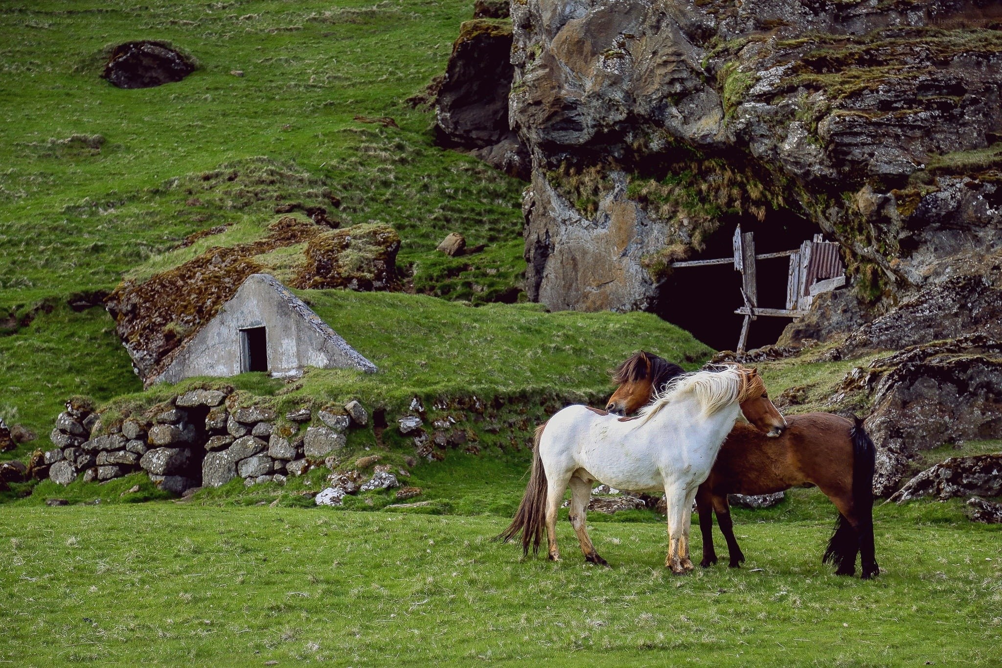Horses in a green valley
