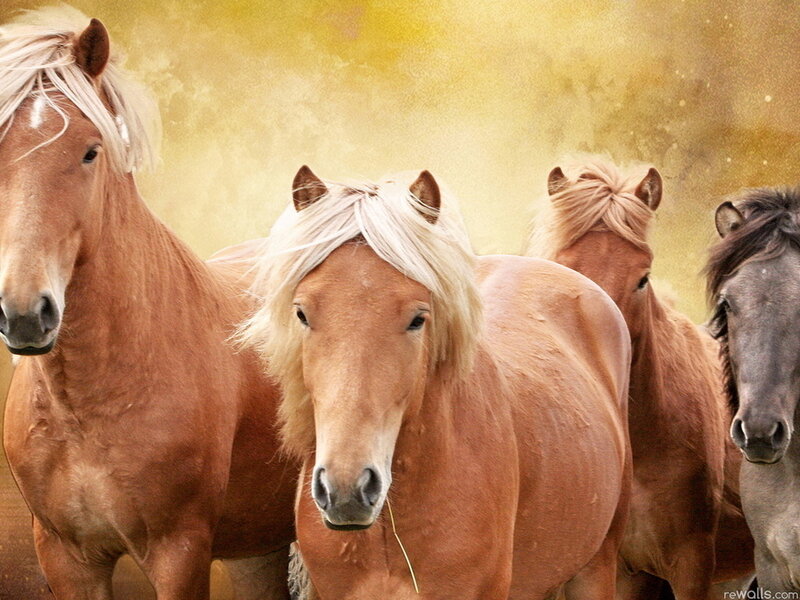 Horses in a Group