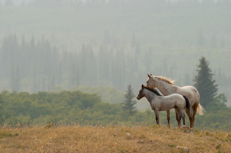 Horses in a hazy field