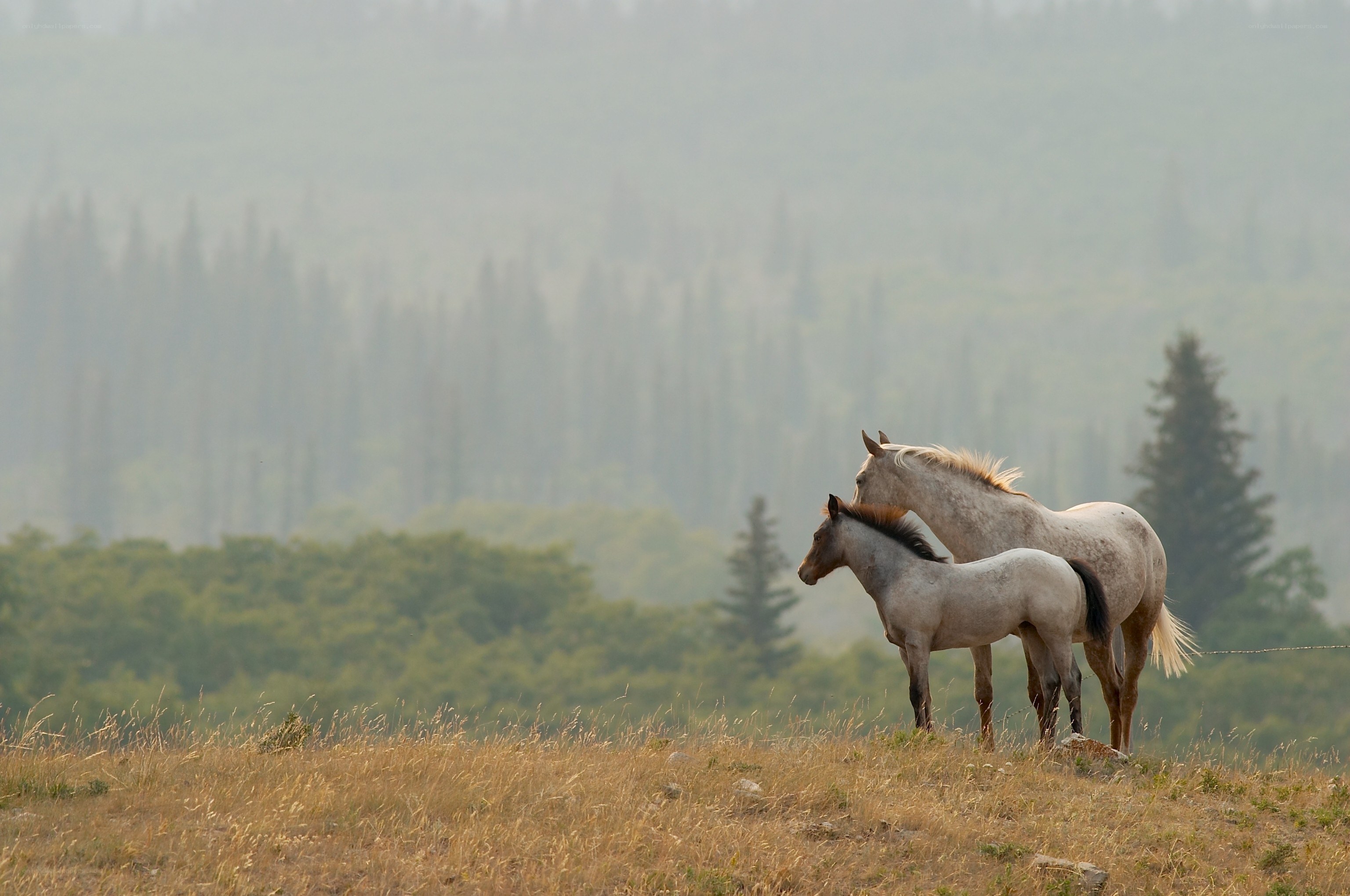 Horses in a hazy field
