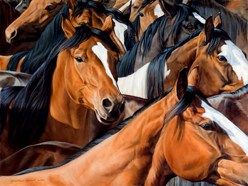 Horses in a Herd