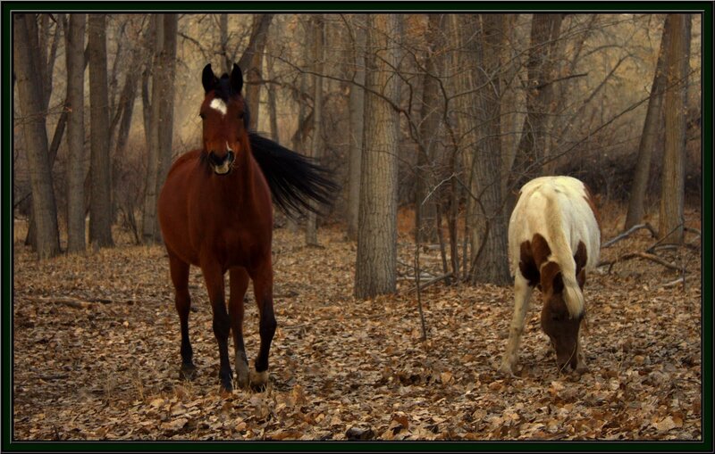 Horses in a leaf-covered forest