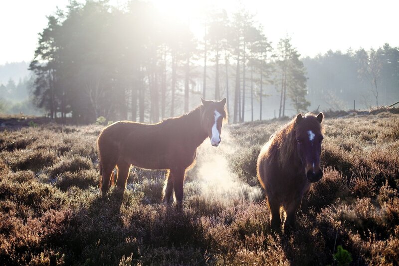 Horses in a misty field