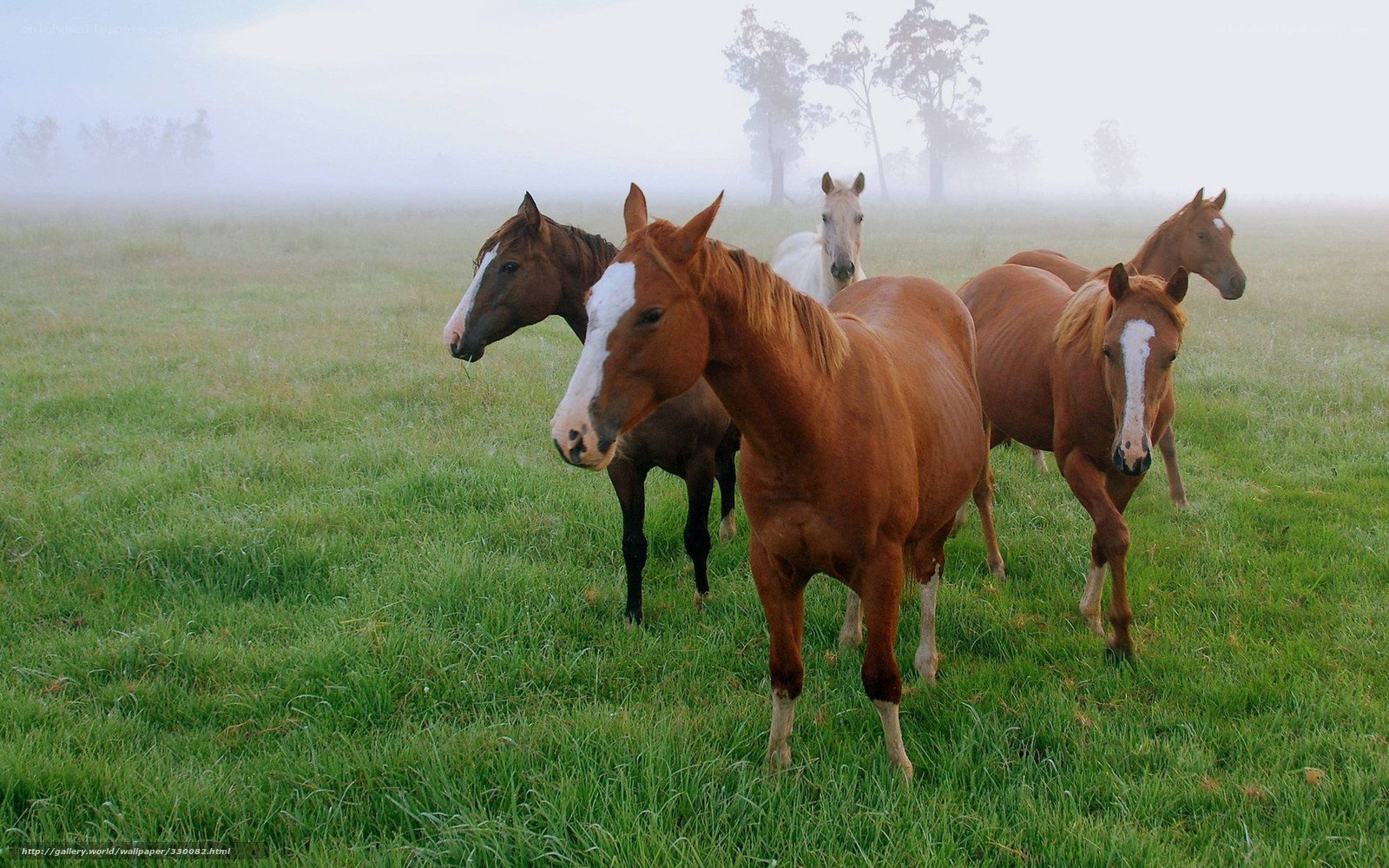 Horses in a misty field