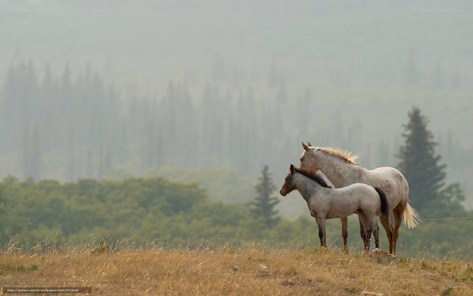 Horses in a misty field