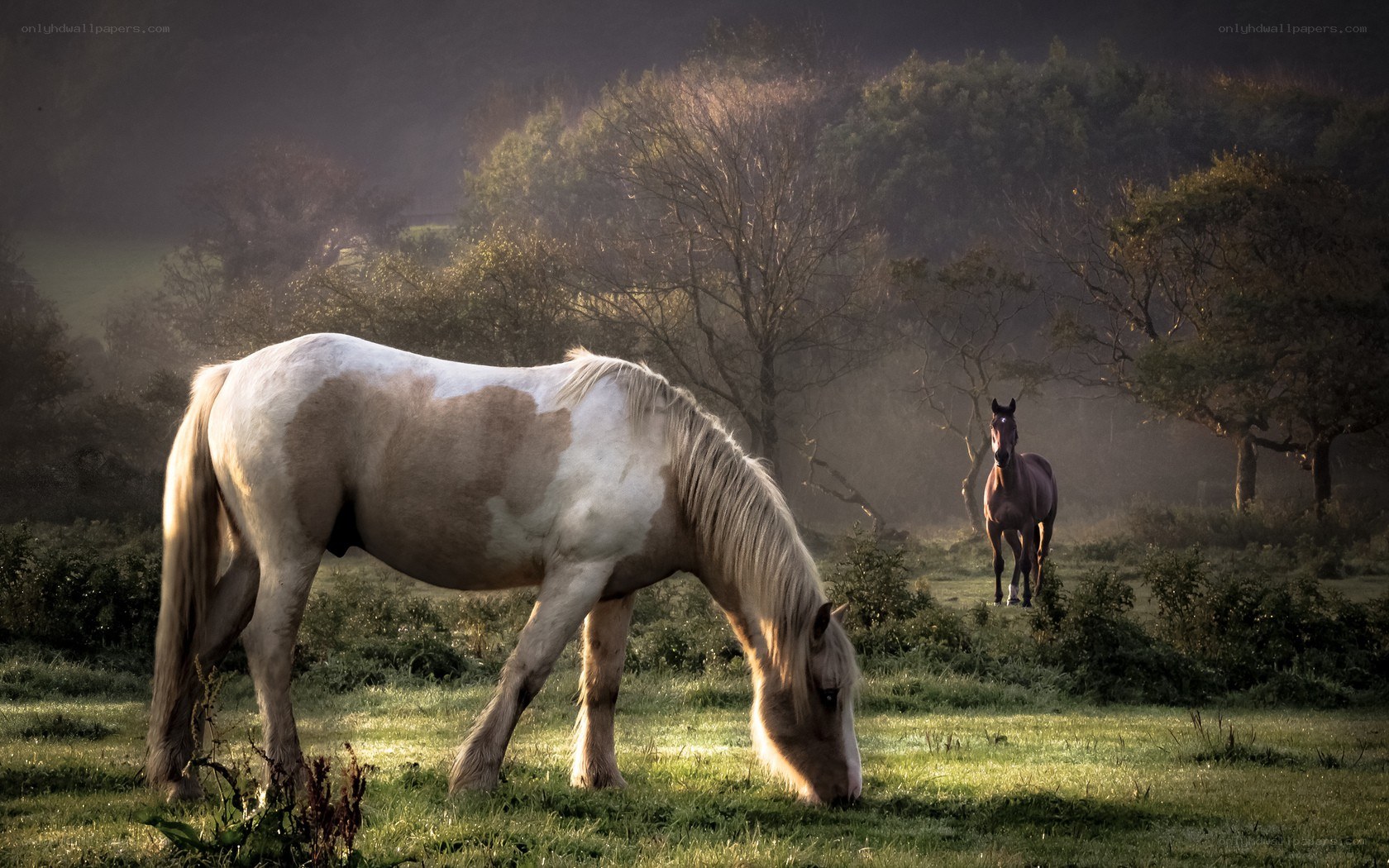 Horses in a misty field
