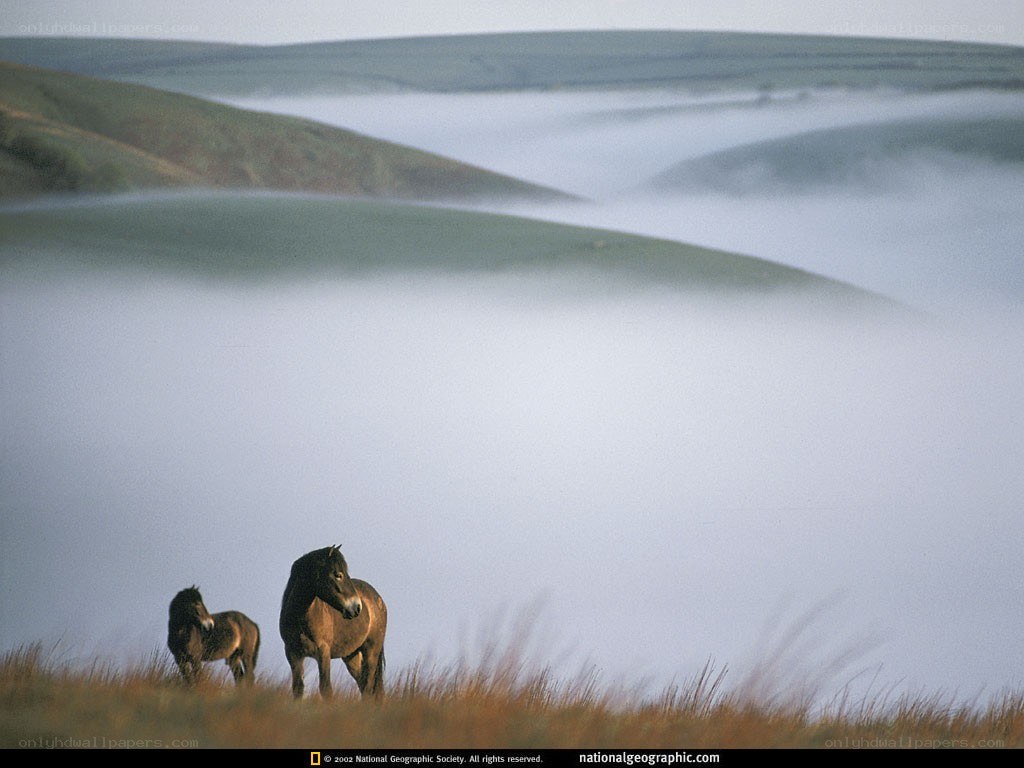 Horses in a misty landscape